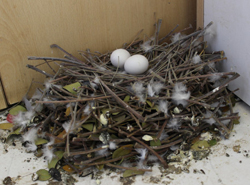 pigeon-nest